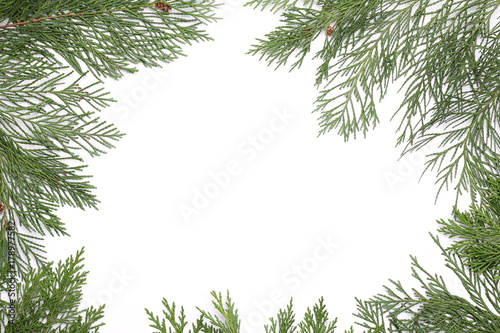 pine branches isolated on white background, frame, border