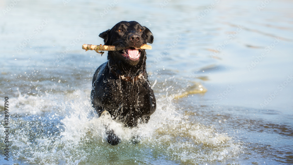 Black Labrador Retriever is swimming in the water Black Labrador Retriever is swimming in the water