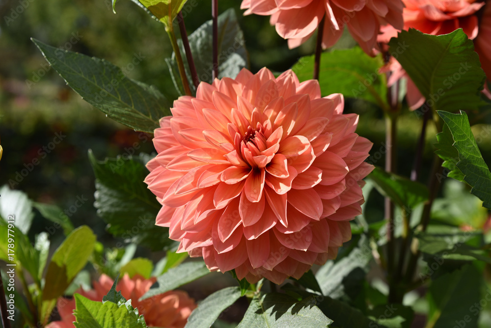 Dahlia rose en été au jardin Dahlia rose en été au jardin