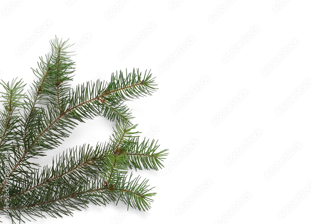 pine branches isolated on white background, top view