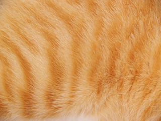 Cat Fur Background
