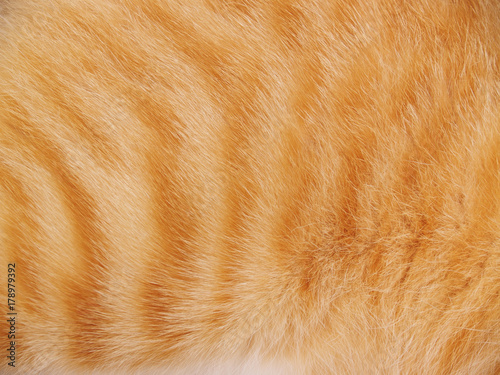 Cat Fur Background photo