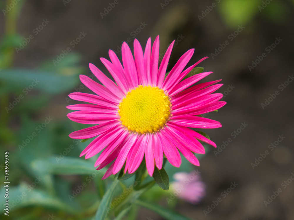 Aster flower in a summer garden - Цветок астра в летнем саду Aster flower in a summer garden - Цветок астра в летнем саду
