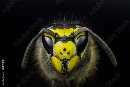Wasp head macro photo