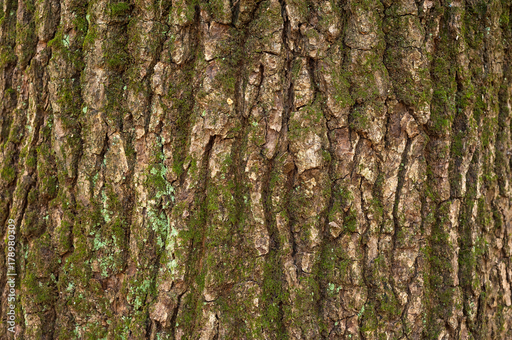 Relief texture of the brown bark of a tree with green moss on it. Horizontal photo of a tree bark texture. Relief creative texture of an old oak bark. Relief texture of the brown bark of a tree with green moss on it. Horizontal photo of a tree bark texture. Relief creative texture of an old oak bark.