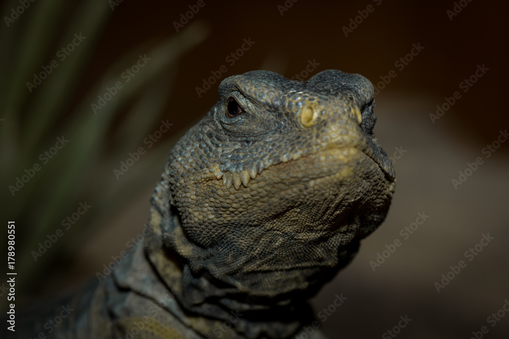 Brown iguana Brown iguana