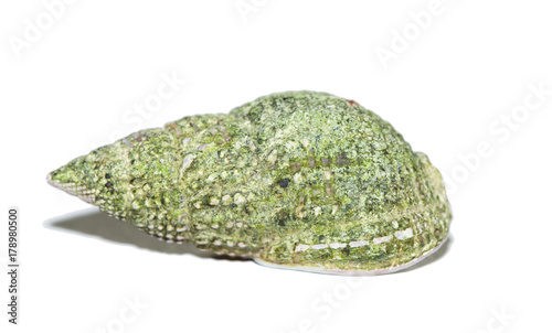  Tritia reticulata
