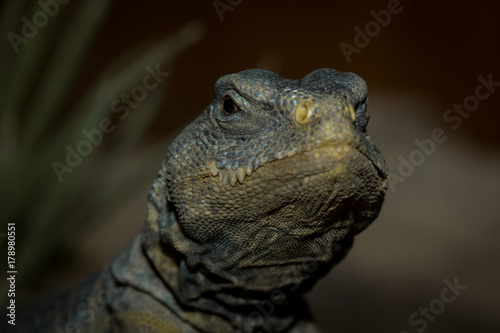 Brown iguana