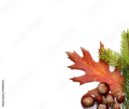 pine branches with acorn leaves, nuts and chestnuts isolated on white background, top view