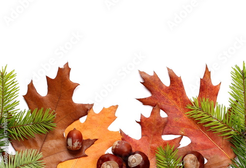 pine branches with acorn leaves, nuts and chestnuts isolated on white background, top view, frame and border