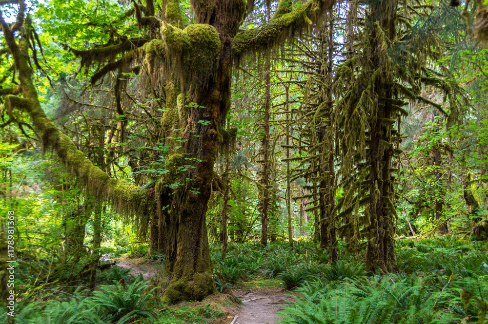 Scenic view of beautiful ever green forest in mt Olympic National park,Washington,USA. WA aka evergreen state. Scenic view of beautiful ever green forest in mt Olympic National park,Washington,USA. WA aka evergreen state.
