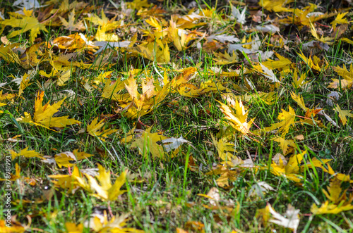Autumn leaves carpet the ground. Autumn leaves on grass photo