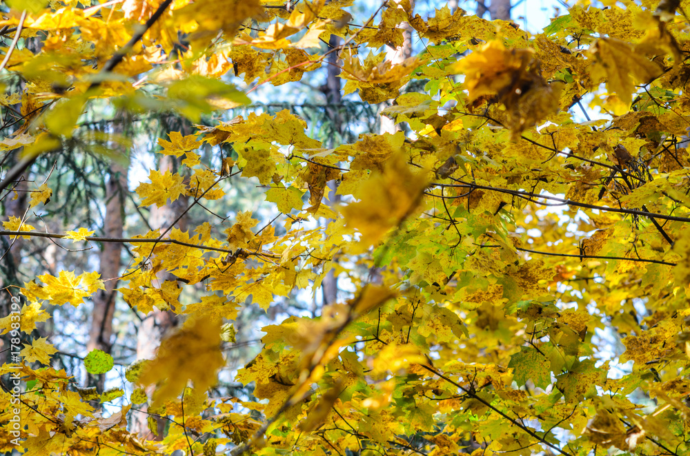 Maple branches with yellow leaves on a sky background in autumn forest Maple branches with yellow leaves on a sky background in autumn forest