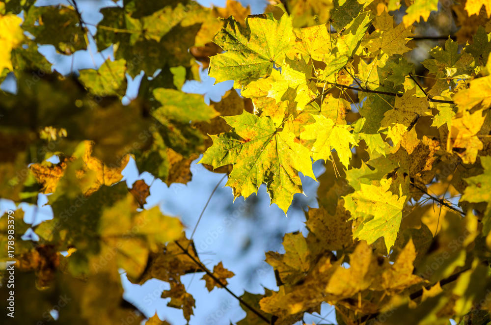 Maple branches with yellow leaves on a sky background in autumn forest Maple branches with yellow leaves on a sky background in autumn forest
