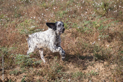 Hunting english setter running in the autumn field. 