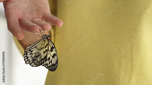 Large monochrome exotic butterfly is sitting on graceful hand of young woman. Excursion in butterfly house and live butterfly exposition, macro shot. photo