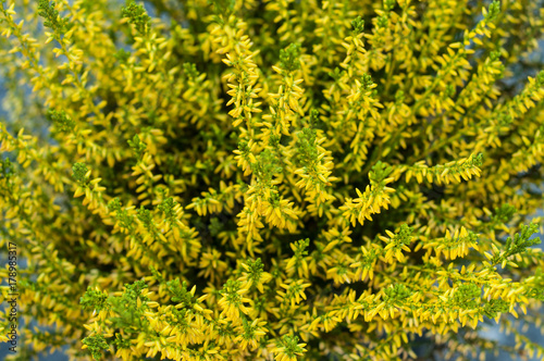 détail fleurs de bruyère jaune
