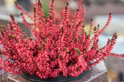 détail fleurs de bruyère rouge photo