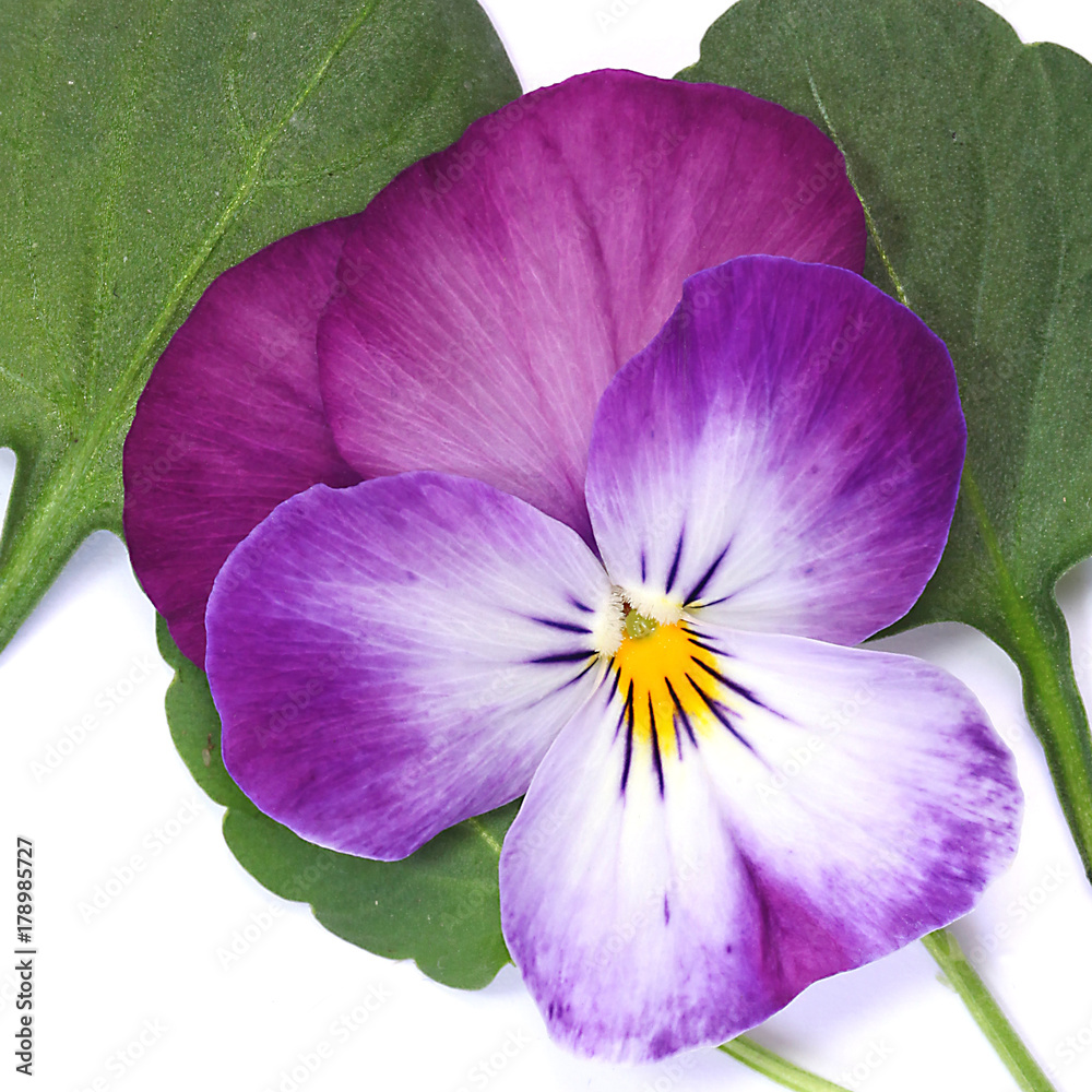 Fleur de Viola cornuta mauve Stock Photo | Adobe Stock