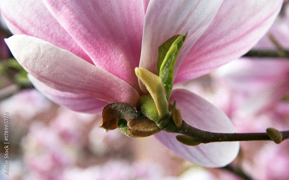 Fototapeta premium Magnolienblüte