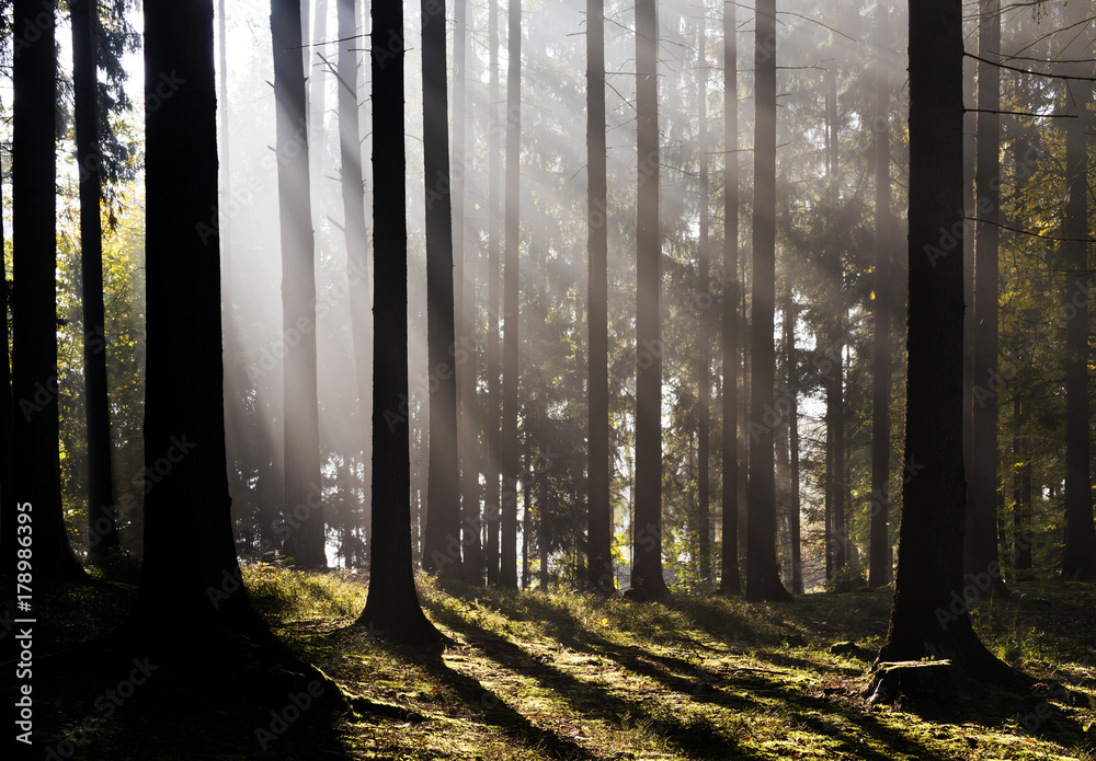 Naklejka premium Morning forest