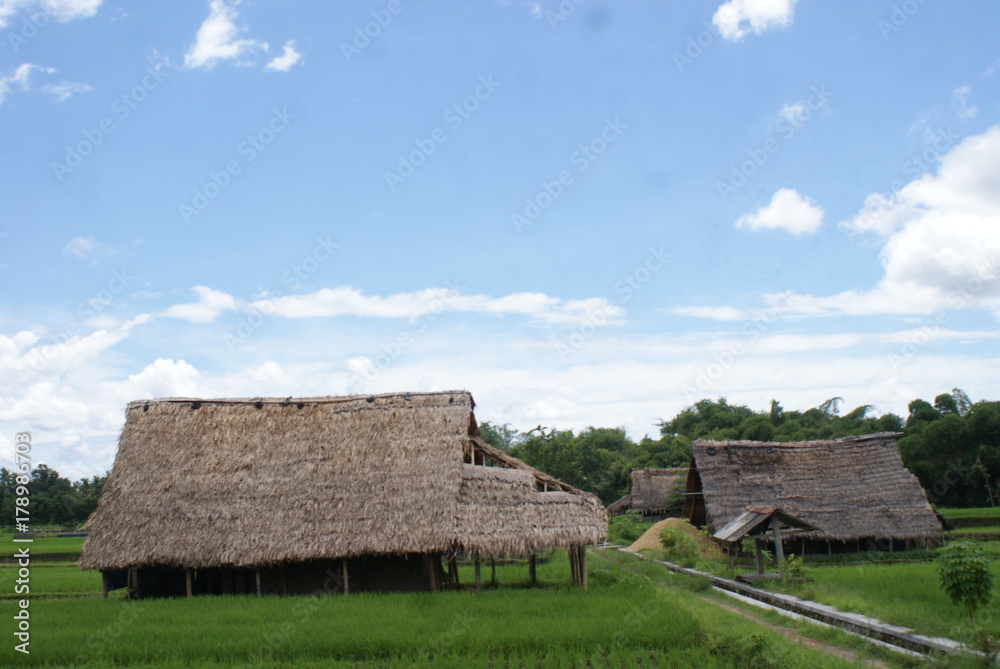 natural scenery on the edge of rice fields natural scenery on the edge of rice fields