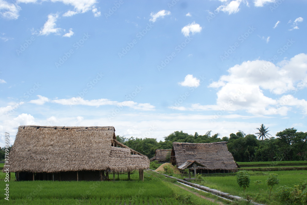 natural scenery on the edge of rice fields natural scenery on the edge of rice fields