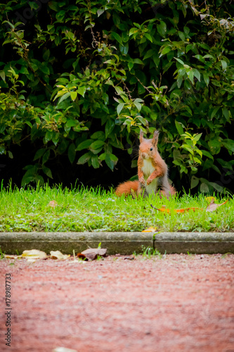 L'écureuil roux en automne © Gerald Villena