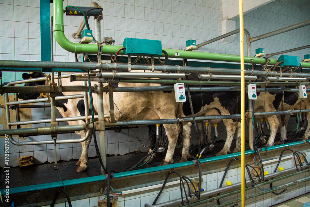 Milking room on a cow farm (dairy business, agribusiness, livelihood - concept)