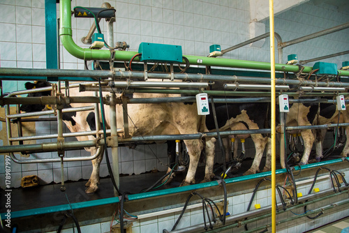Obraz na płótnie Milking room on a cow farm (dairy business, agribusiness, livelihood - concept) w salonie