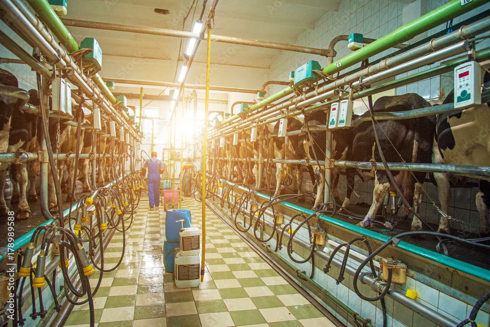 Pyljava, Ukraine – September 13, 2017: workers of a dairy farm feed cows in milking room in agroindustrial company