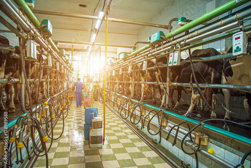 Obraz na płótnie Pyljava, Ukraine – September 13, 2017: workers of a dairy farm feed cows in milking room in agroindustrial company
