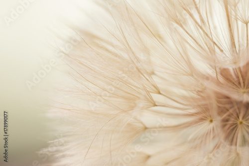 Aerial dandelion on yellow, beige background. Relax, air.copy space