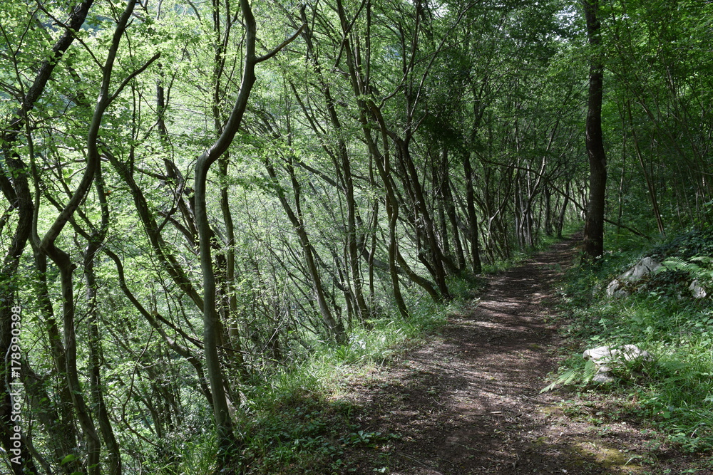 forest  pathway sentiero nel bosco