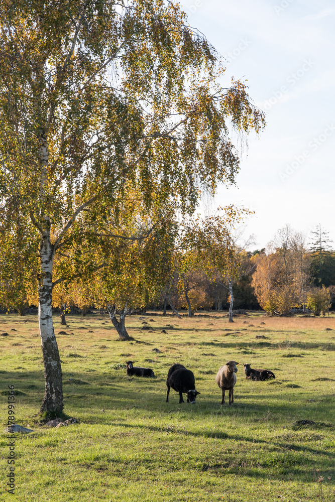 Obraz premium Sheep in a colorful landscape