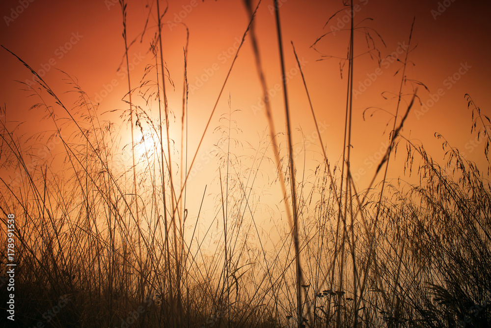 Grass at sunrise in the sun