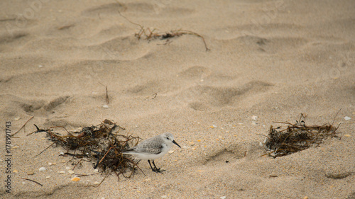 Sandpiper