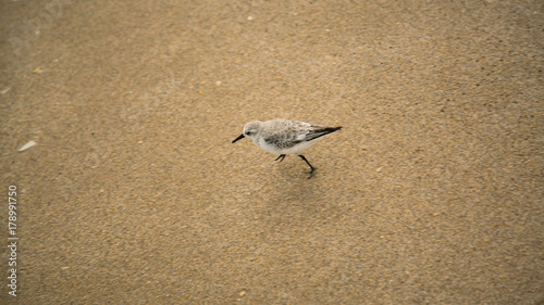 Sandpiper Running