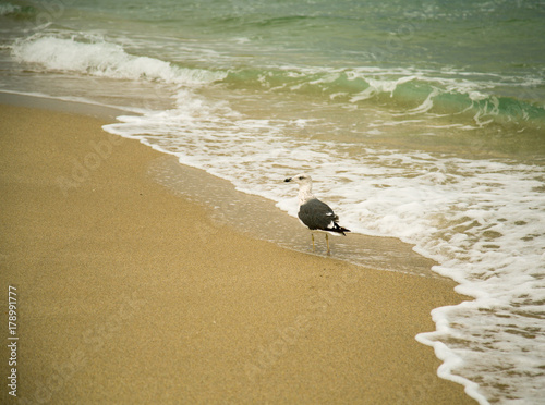 Old Seagull