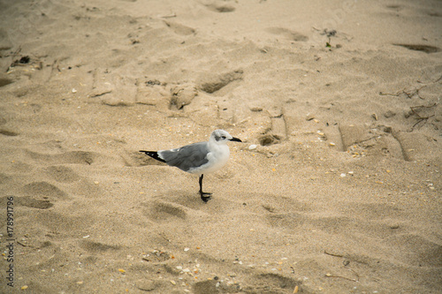 Seagull Right
