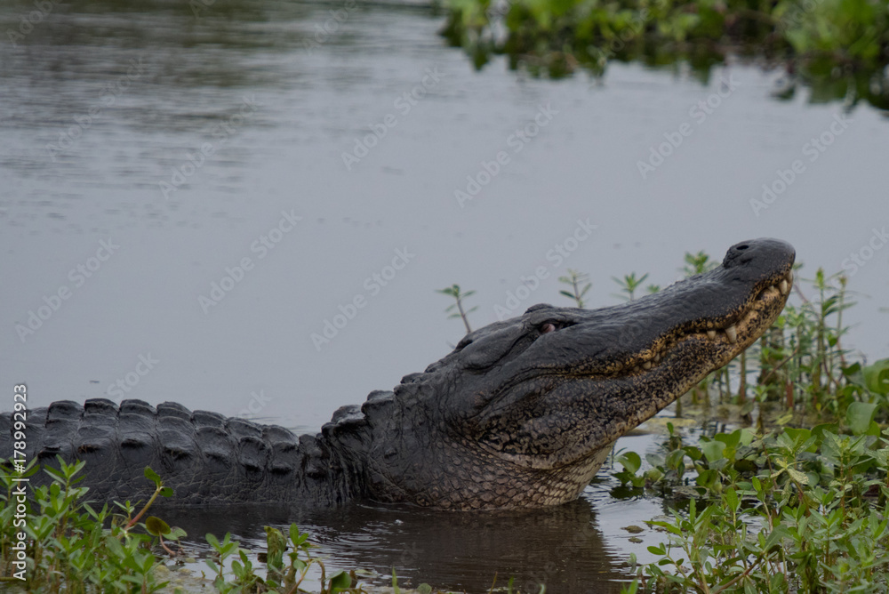 alligator alligator