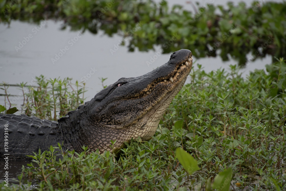 Obraz premium alligator