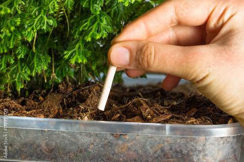 Chopsticks orchid fertilizing. Fertilizer sticks are introduced into the substrate for orchids photo