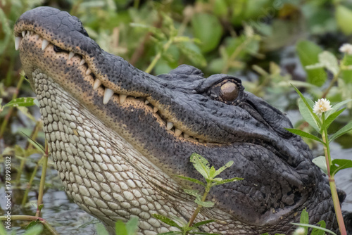 alligator