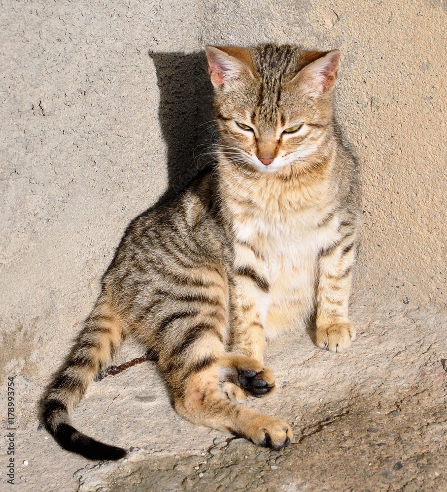 chaton chaton