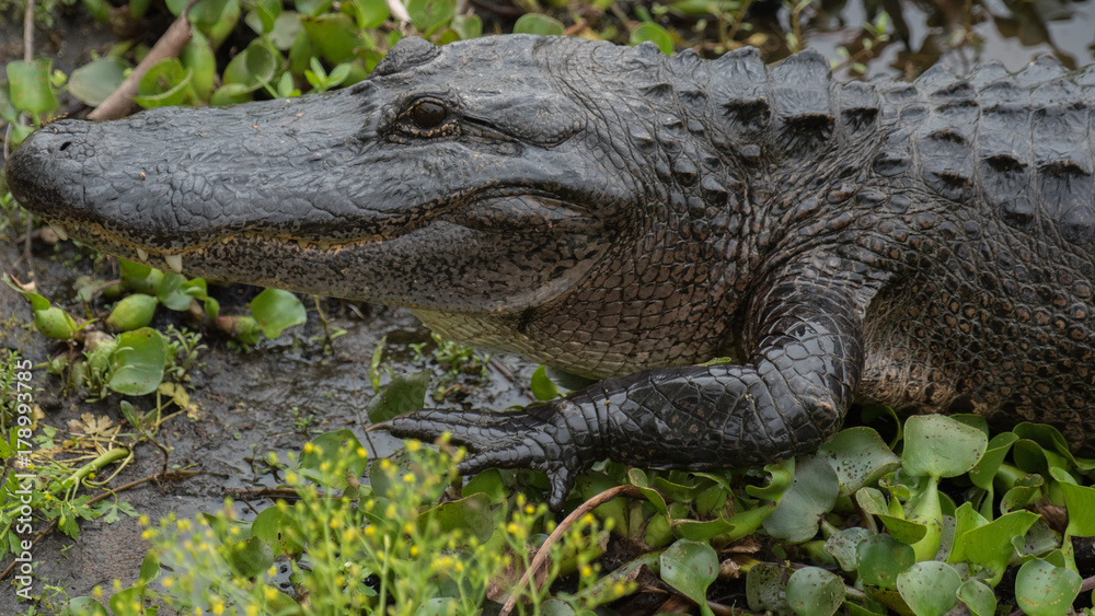 alligator alligator