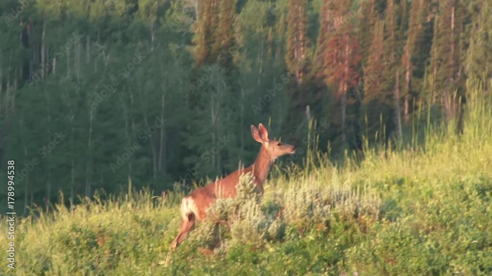 Mule deer foraging in the tall brush on a side hill Mule deer foraging in the tall brush on a side hill