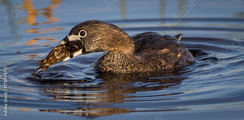 pied billed grebe eating photo