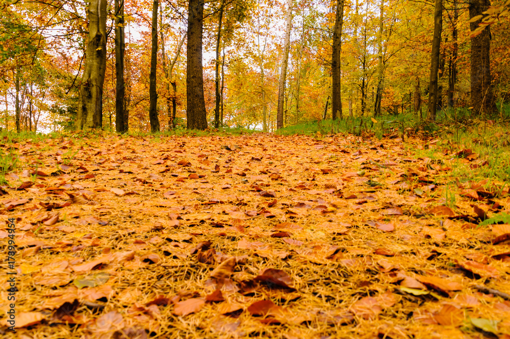Deciduous forest in Autumn with leaves on the ground