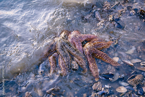 Starfish on the Beach